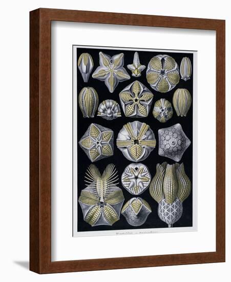 Blastoidea, Plate from Artforms of Nature, C.1899-1904-Ernst Haeckel-Framed Giclee Print