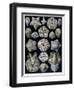 Blastoidea, Plate from Artforms of Nature, C.1899-1904-Ernst Haeckel-Framed Giclee Print