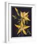 'Blazing Star', c1915, (1915)-Emma Graham Clock-Framed Giclee Print