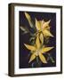 'Blazing Star', c1915, (1915)-Emma Graham Clock-Framed Giclee Print