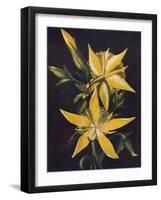 'Blazing Star', c1915, (1915)-Emma Graham Clock-Framed Giclee Print