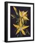 'Blazing Star', c1915, (1915)-Emma Graham Clock-Framed Giclee Print