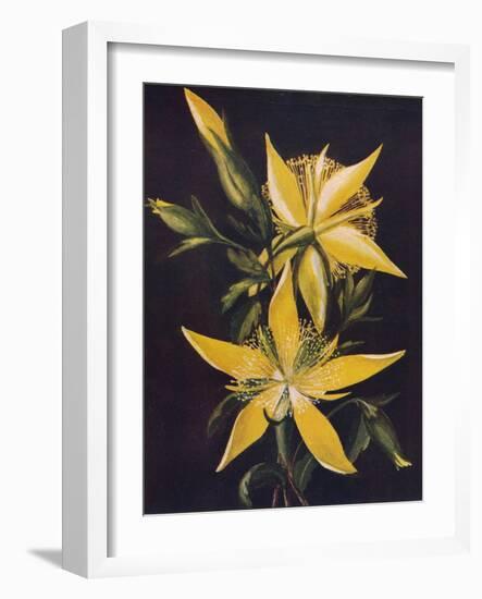 'Blazing Star', c1915, (1915)-Emma Graham Clock-Framed Giclee Print