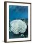 Bleached Coral, Fiji-Pete Oxford-Framed Photographic Print