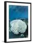 Bleached Coral, Fiji-Pete Oxford-Framed Photographic Print