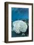 Bleached Coral, Fiji-Pete Oxford-Framed Photographic Print