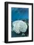 Bleached Coral, Fiji-Pete Oxford-Framed Photographic Print