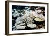 Bleached Coral-Georgette Douwma-Framed Photographic Print