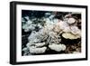 Bleached Coral-Georgette Douwma-Framed Photographic Print