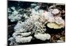 Bleached Coral-Georgette Douwma-Mounted Photographic Print