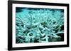 Bleached Coral-Peter Scoones-Framed Photographic Print