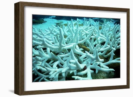 Bleached Coral-Peter Scoones-Framed Photographic Print
