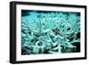 Bleached Coral-Peter Scoones-Framed Photographic Print