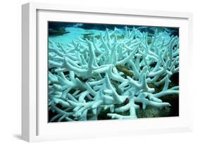 Bleached Coral-Peter Scoones-Framed Photographic Print