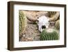 Bleached Skull-Dario Lo Presti-Framed Photographic Print