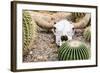 Bleached Skull-Dario Lo Presti-Framed Photographic Print