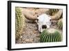 Bleached Skull-Dario Lo Presti-Framed Photographic Print