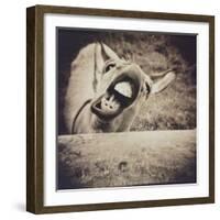 Bleating  Goat-Theo Westenberger-Framed Photographic Print