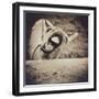 Bleating  Goat-Theo Westenberger-Framed Photographic Print