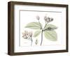 Bleeding Heart C39-Albert Koetsier-Framed Photographic Print