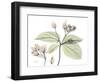 Bleeding Heart C39-Albert Koetsier-Framed Photographic Print