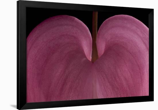 Bleeding heart detail Lamprocapnos spectabilis-Charles Bowman-Framed Photographic Print