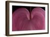 Bleeding heart detail Lamprocapnos spectabilis-Charles Bowman-Framed Photographic Print