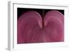 Bleeding heart detail Lamprocapnos spectabilis-Charles Bowman-Framed Photographic Print