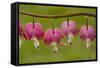 Bleeding-Heart (Dicentra Formosa)-null-Framed Stretched Canvas