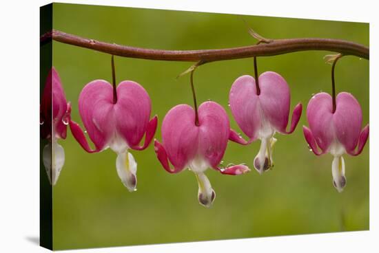 Bleeding-Heart (Dicentra Formosa)-null-Stretched Canvas