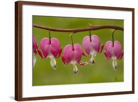 Bleeding-Heart (Dicentra Formosa)-null-Framed Photographic Print