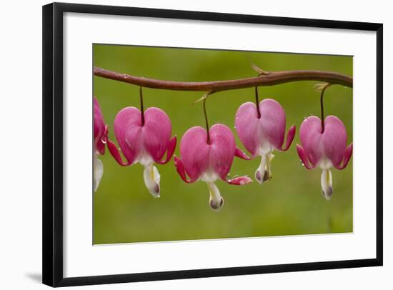 Bleeding-Heart (Dicentra Formosa)-null-Framed Photographic Print