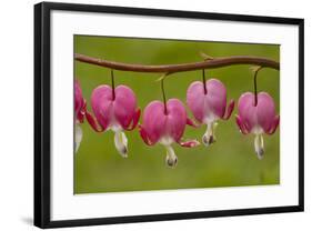 Bleeding-Heart (Dicentra Formosa)-null-Framed Photographic Print