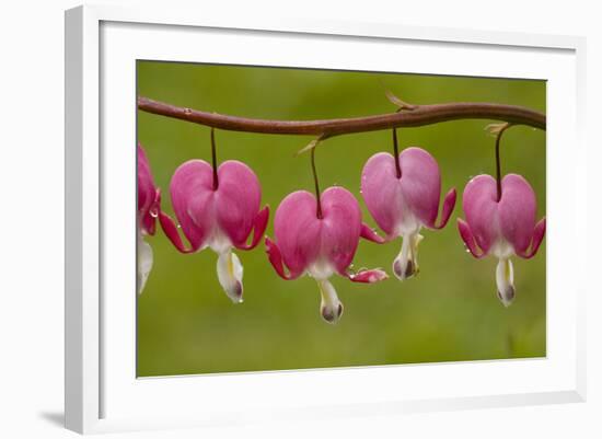 Bleeding-Heart (Dicentra Formosa)-null-Framed Photographic Print