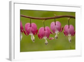 Bleeding-Heart (Dicentra Formosa)-null-Framed Photographic Print