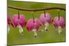 Bleeding-Heart (Dicentra Formosa)-null-Mounted Photographic Print