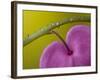 Bleeding Heart Flower, Pennsylvania, USA-Nancy Rotenberg-Framed Photographic Print