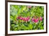 Bleeding Heart flower, Reading, Massachusetts, USA-Lisa S. Engelbrecht-Framed Premium Photographic Print
