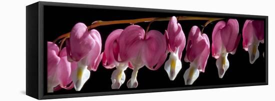 Bleeding Heart Flowers-Charles Bowman-Framed Stretched Canvas