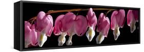 Bleeding Heart Flowers-Charles Bowman-Framed Stretched Canvas