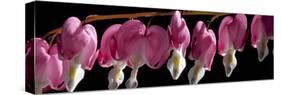 Bleeding Heart Flowers-Charles Bowman-Stretched Canvas