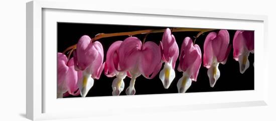 Bleeding Heart Flowers-Charles Bowman-Framed Photographic Print