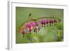 Bleeding Heart, Lamprocapnos Spectabilis, Blossoms, Close-Up-Andreas Keil-Framed Photographic Print