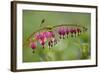 Bleeding Heart, Lamprocapnos Spectabilis, Blossoms, Close-Up-Andreas Keil-Framed Photographic Print