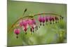 Bleeding Heart, Lamprocapnos Spectabilis, Blossoms, Close-Up-Andreas Keil-Mounted Photographic Print