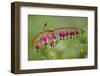 Bleeding Heart, Lamprocapnos Spectabilis, Blossoms, Close-Up-Andreas Keil-Framed Photographic Print