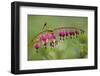 Bleeding Heart, Lamprocapnos Spectabilis, Blossoms, Close-Up-Andreas Keil-Framed Photographic Print