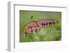 Bleeding Heart, Lamprocapnos Spectabilis, Blossoms, Close-Up-Andreas Keil-Framed Photographic Print