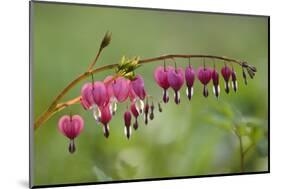 Bleeding Heart, Lamprocapnos Spectabilis, Blossoms, Close-Up-Andreas Keil-Mounted Photographic Print