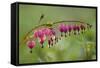 Bleeding Heart, Lamprocapnos Spectabilis, Blossoms, Close-Up-Andreas Keil-Framed Stretched Canvas